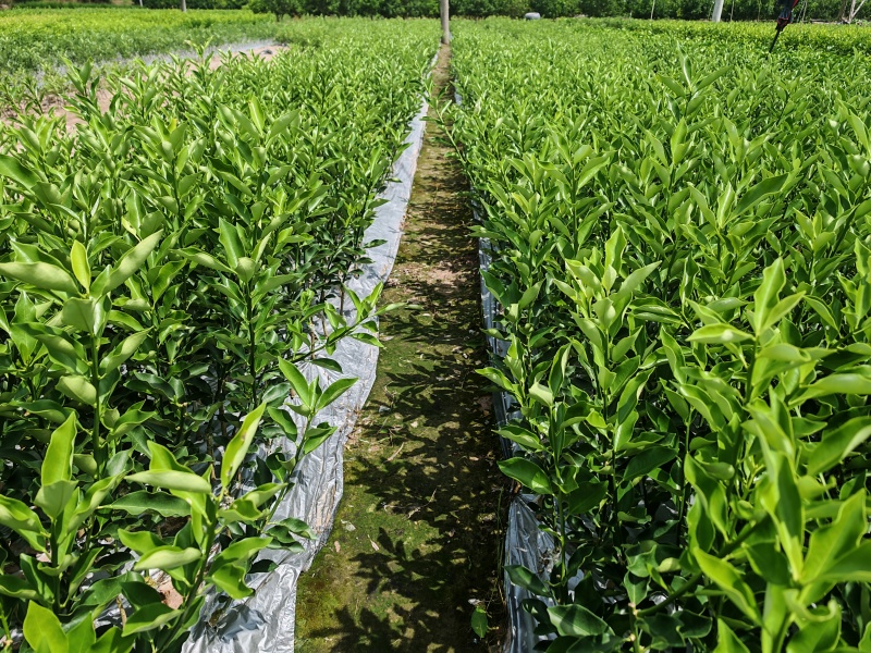 广西正宗脆蜜金桔纯正嫁接苗木裸根杯苗四季果树现挖发货
