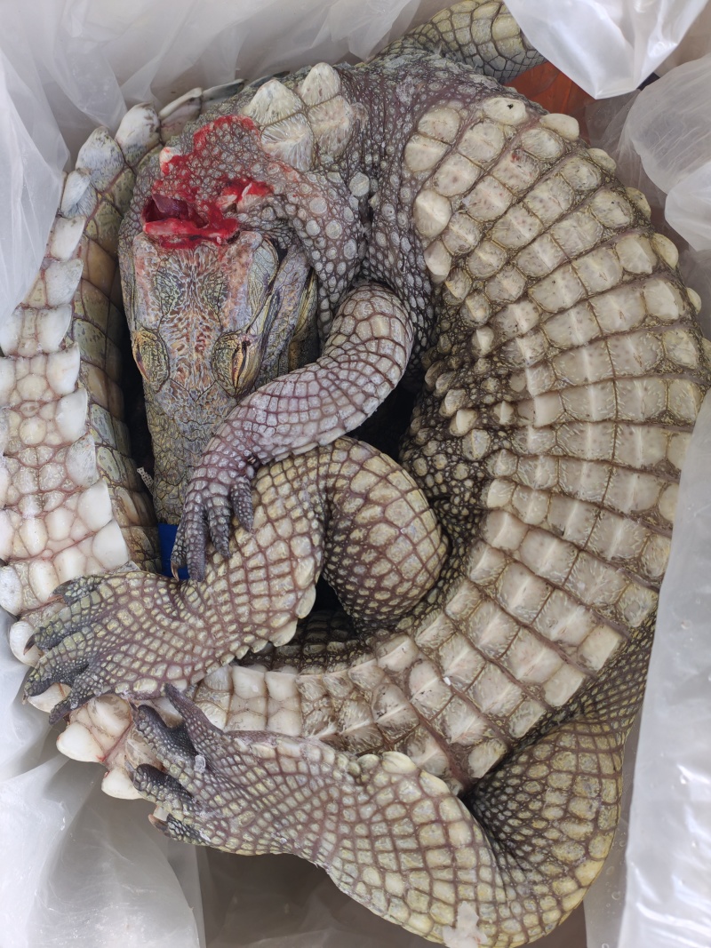 活体鳄鱼批发！鳄鱼肉批发价格！