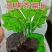酱香榨菜丝，原产地直发，新鲜货