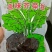 酱香榨菜丝，原产地直发，新鲜货