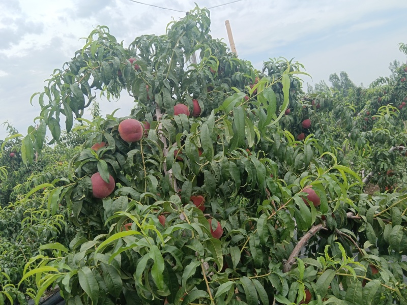 山东沂蒙红桃，大量现货，口感脆甜，现摘现发。产地一手货源
