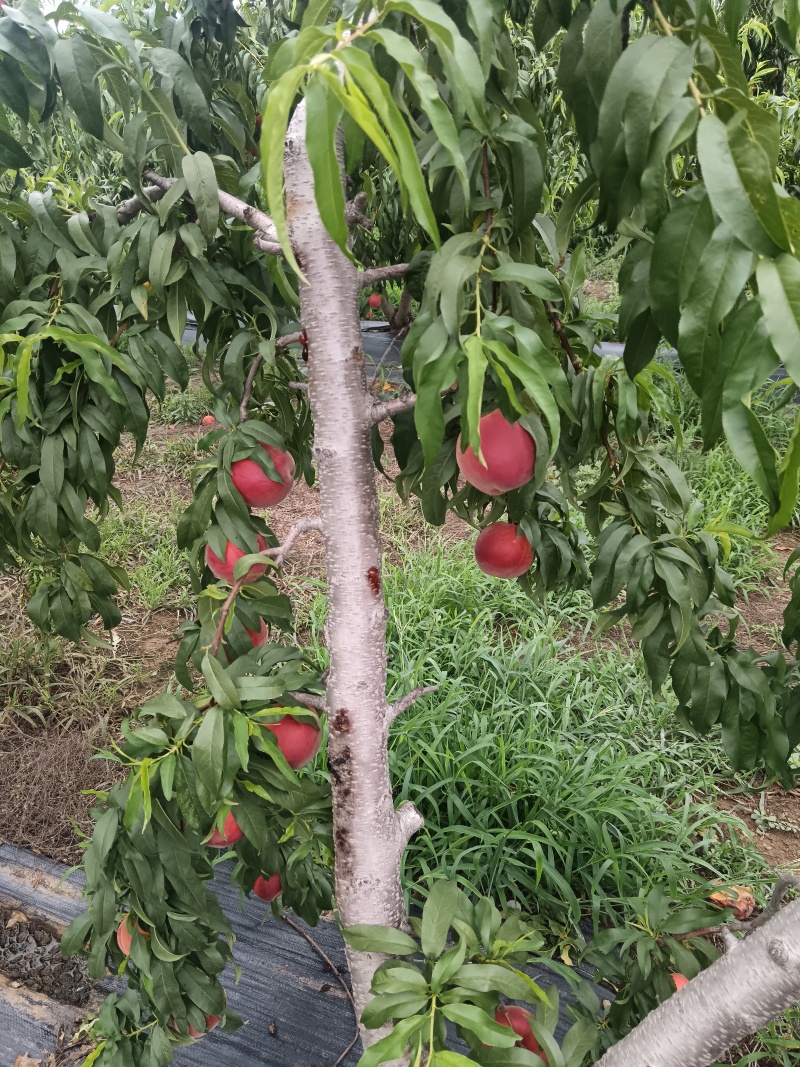 山东沂蒙红桃，大量现货，口感脆甜，现摘现发。产地一手货源