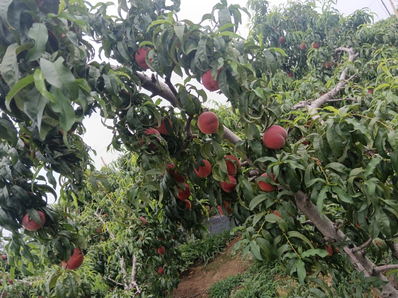 山东沂蒙红桃，大量现货，口感脆甜，现摘现发。产地一手货源