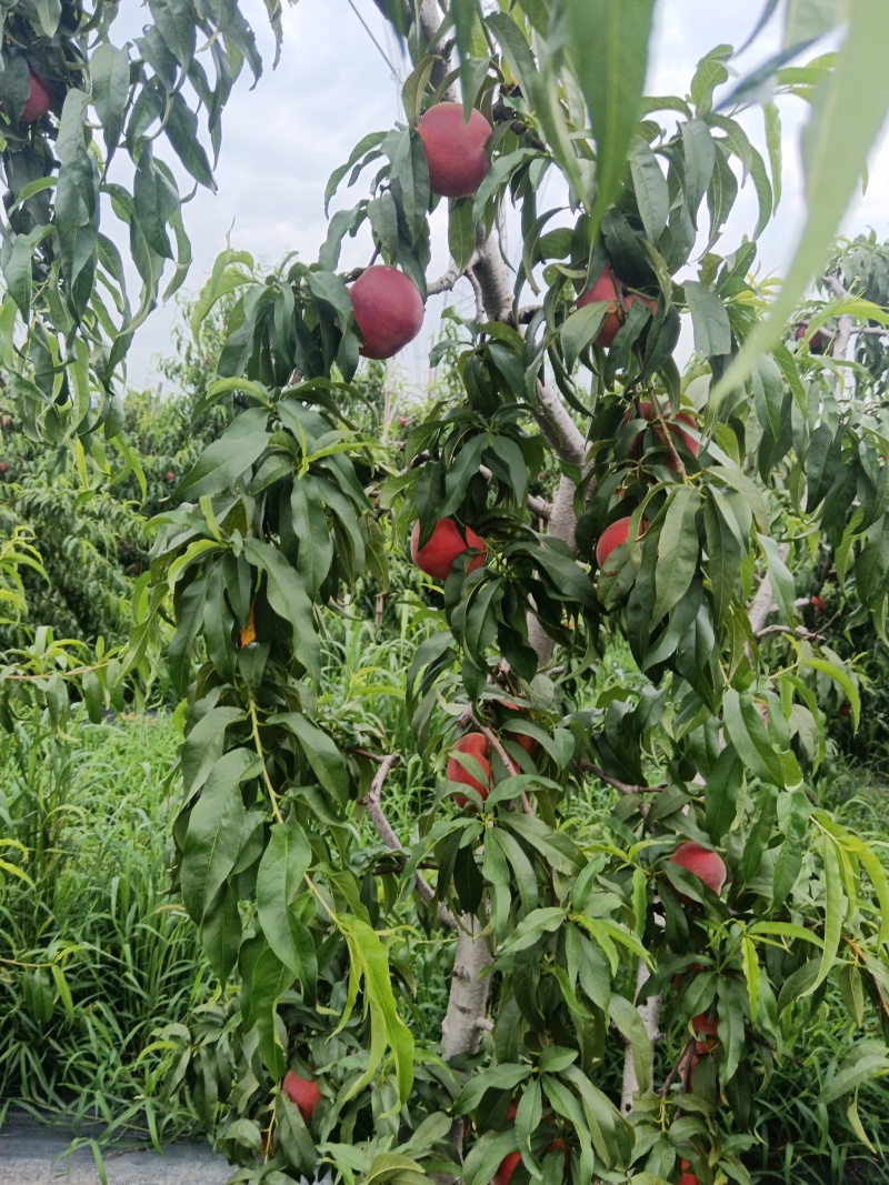 山东沂蒙红桃，大量现货，口感脆甜，现摘现发。产地一手货源