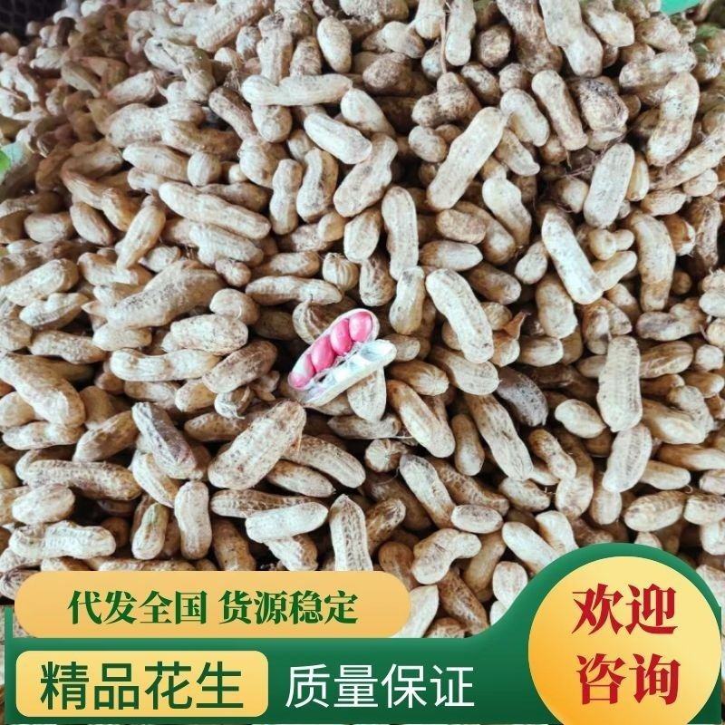 【鲜花生】河南开封鲜花生源头产地直销一手货源批发价