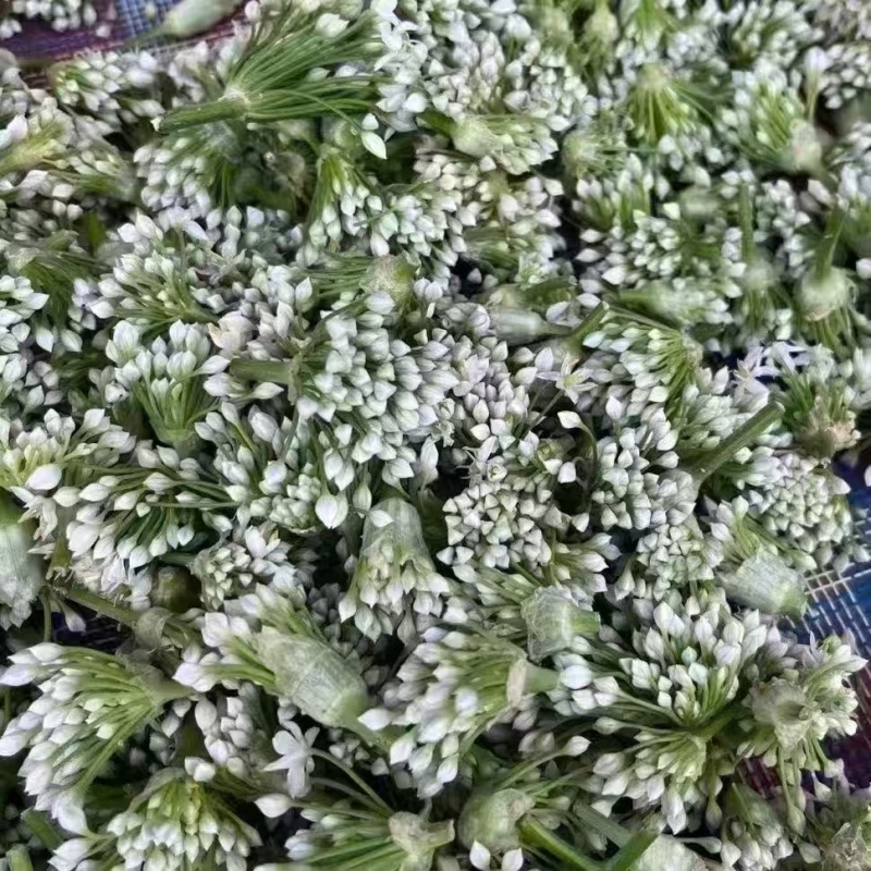 辽宁锦州韭菜花大量供应货源充足，一手货源量大