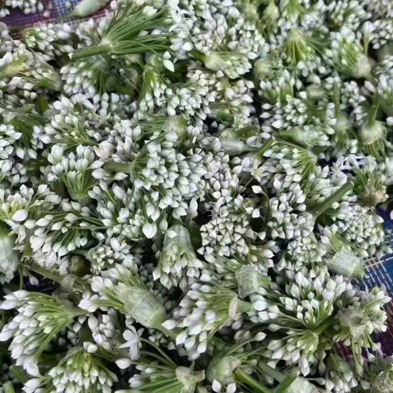 辽宁锦州韭菜花大量供应货源充足，一手货源量大