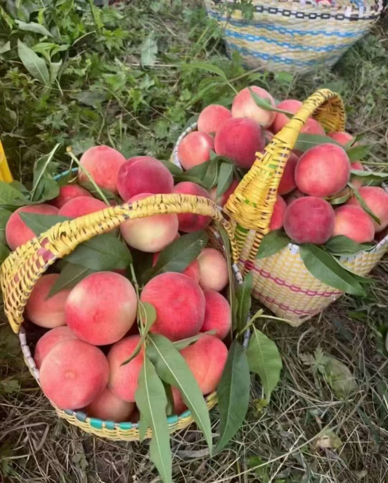 秦安蜜桃