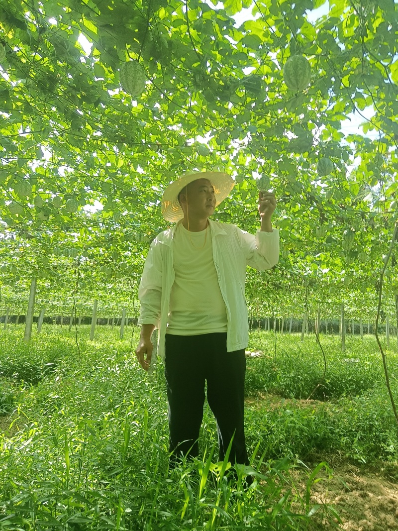 吊瓜主培苗