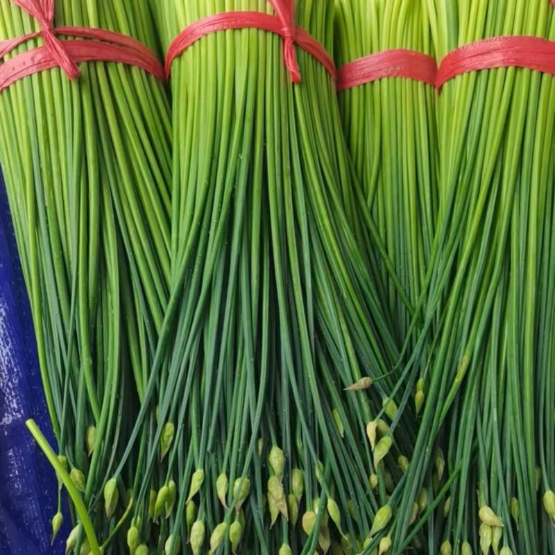 新鲜韭苔大量供应，一手货源，大量有货，辽宁发