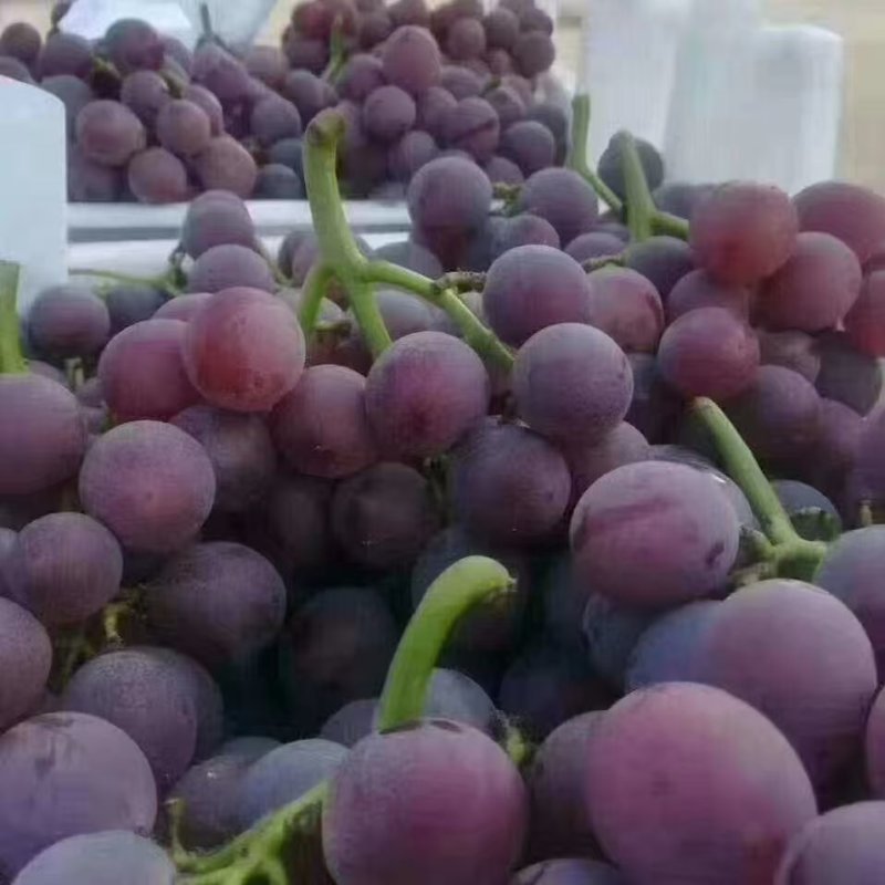 河北威县巨峰葡萄产地一手货源保质保量欢迎随时联系