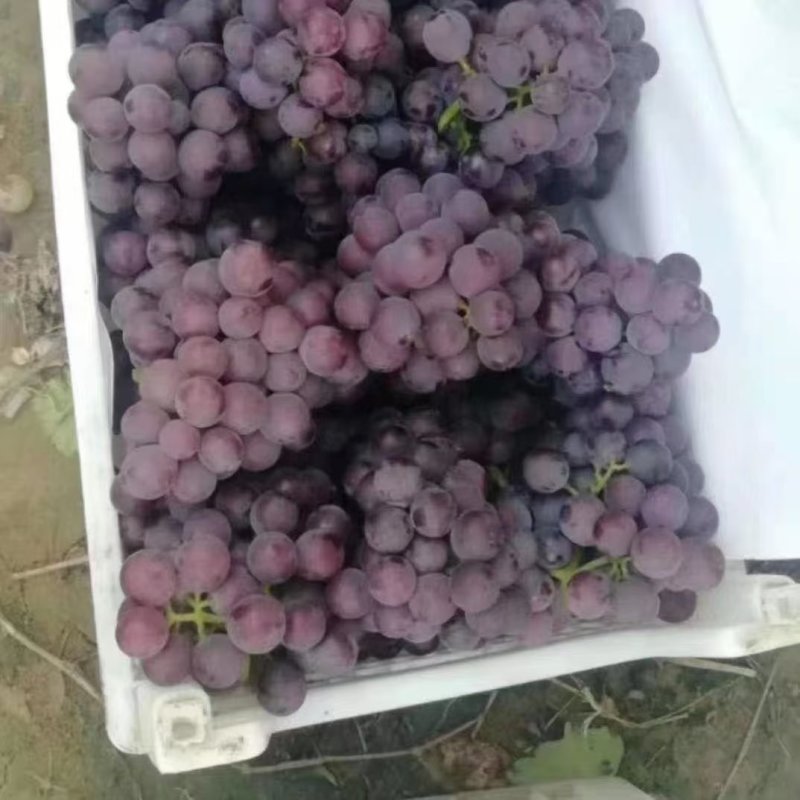 河北威县巨峰葡萄产地一手货源保质保量欢迎随时联系