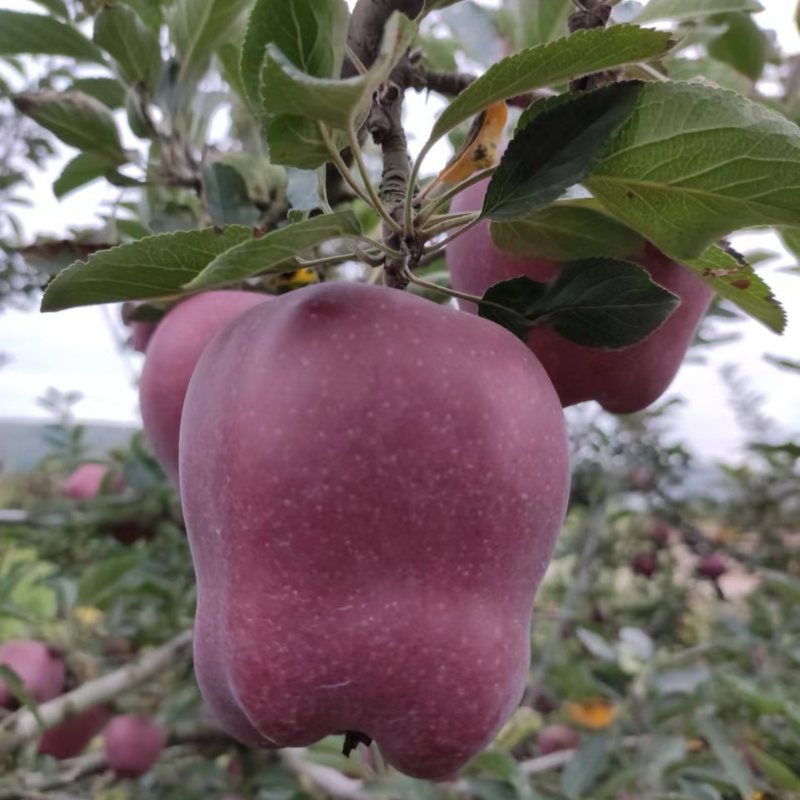 苹果花牛苹果现摘现发产地直供一手货源欢迎咨询