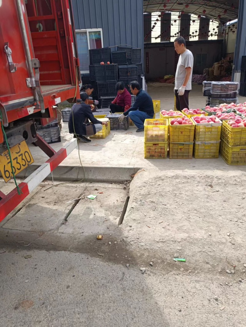苹果花牛苹果现摘现发产地直供一手货源欢迎咨询