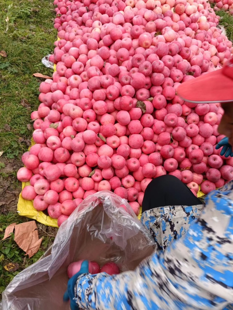 苹果花牛苹果现摘现发产地直供一手货源欢迎咨询