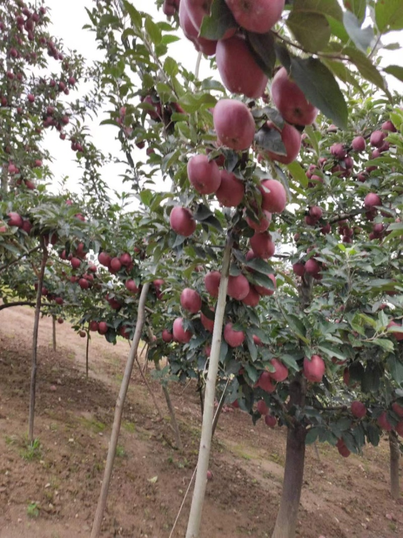苹果花牛苹果现摘现发产地直供一手货源欢迎咨询
