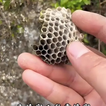 软蜂房