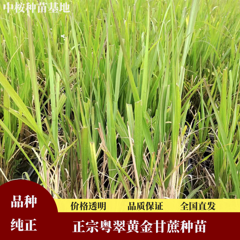正宗粤翠黄金甘蔗种苗，高产优质，品种纯正，苗龄1年以下