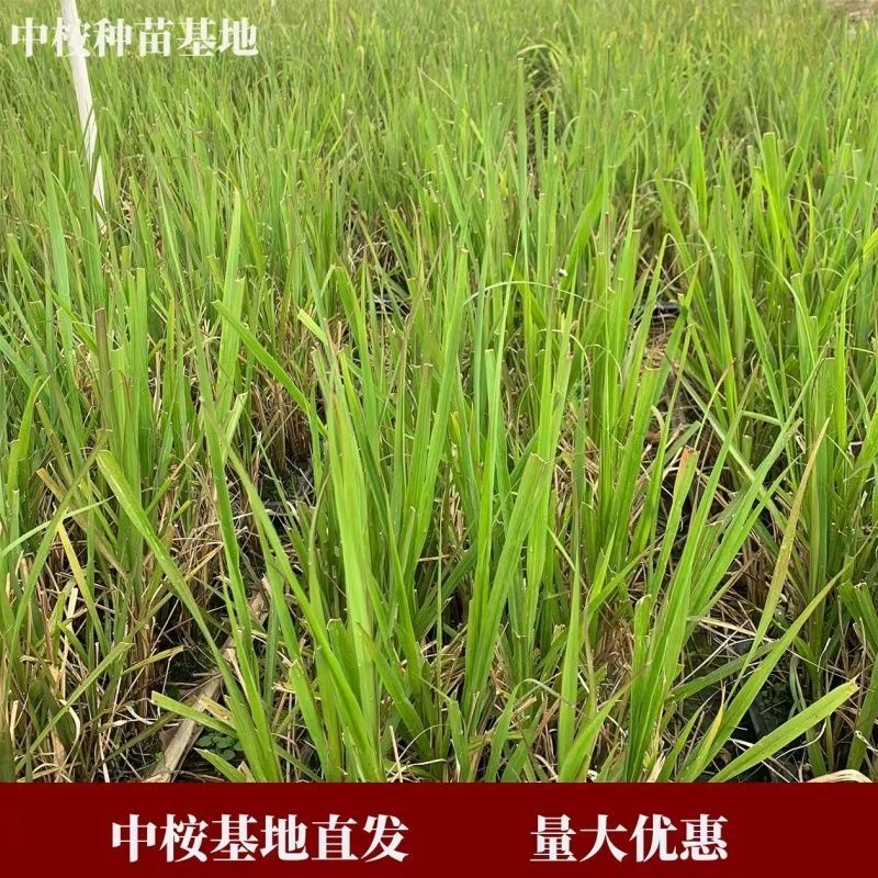 正宗粤翠黄金甘蔗种苗，高产优质，品种纯正，苗龄1年以下