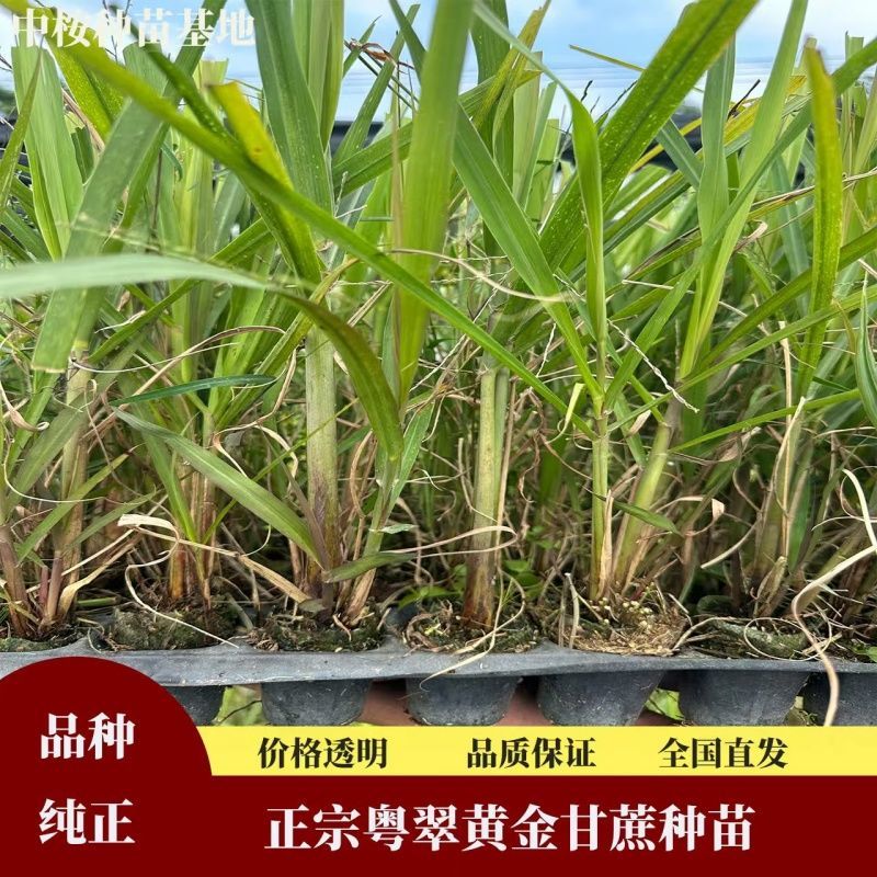 正宗粤翠黄金甘蔗种苗，高产优质，品种纯正，苗龄1年以下