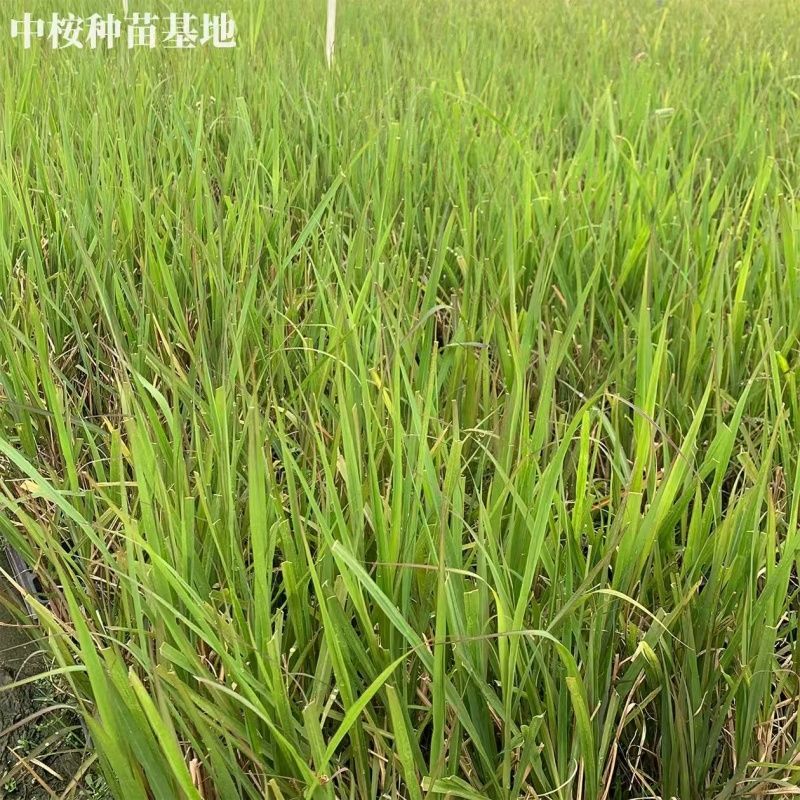 正宗粤翠黄金甘蔗种苗，高产优质，品种纯正，苗龄1年以下