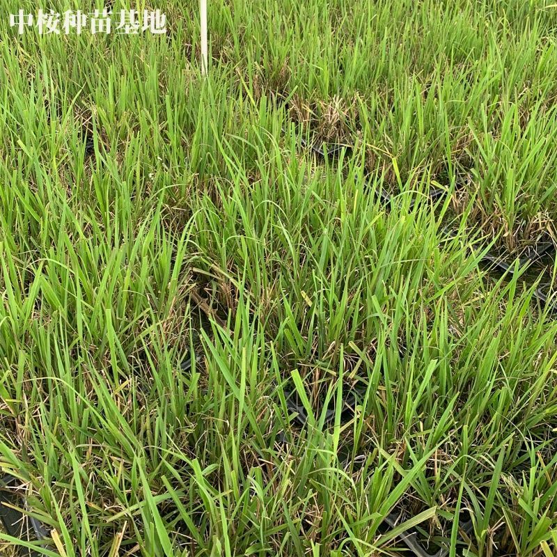 正宗粤翠黄金甘蔗种苗，高产优质，品种纯正，苗龄1年以下