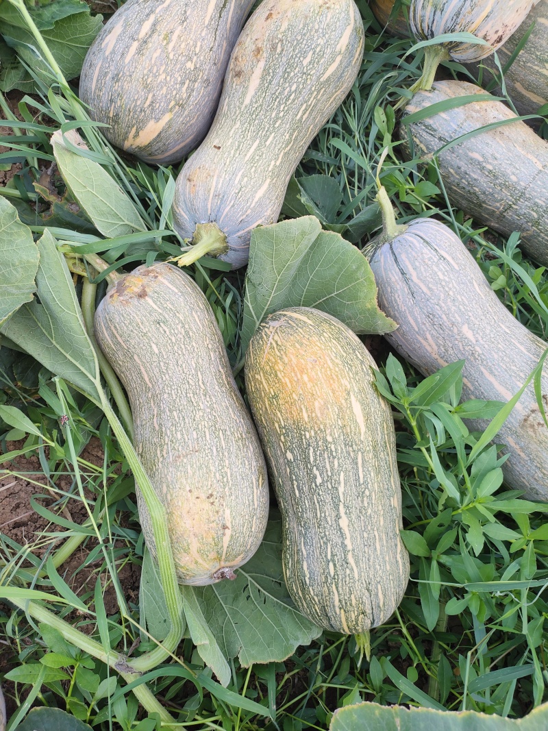 江苏盱眙大果蜜本南瓜