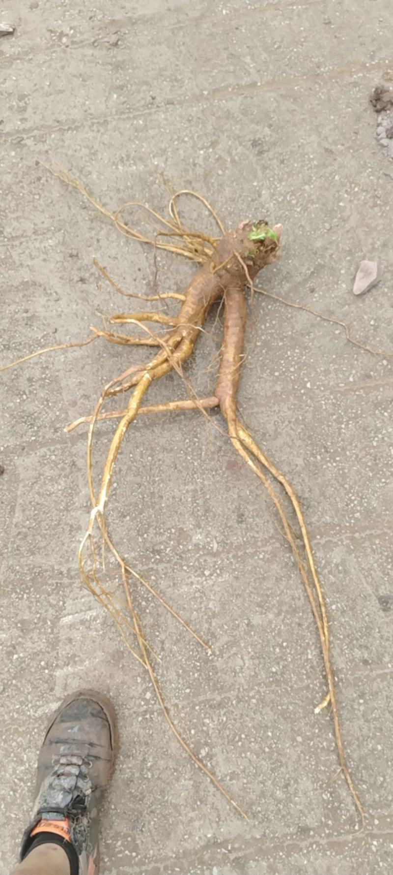 商陆根，商陆片，