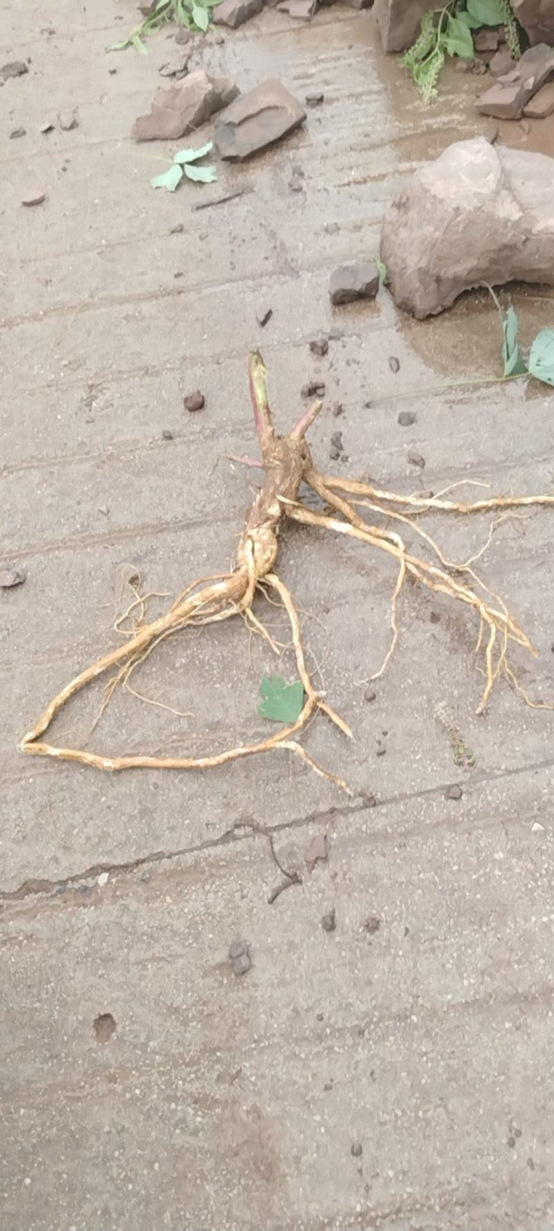 商陆根，商陆片，