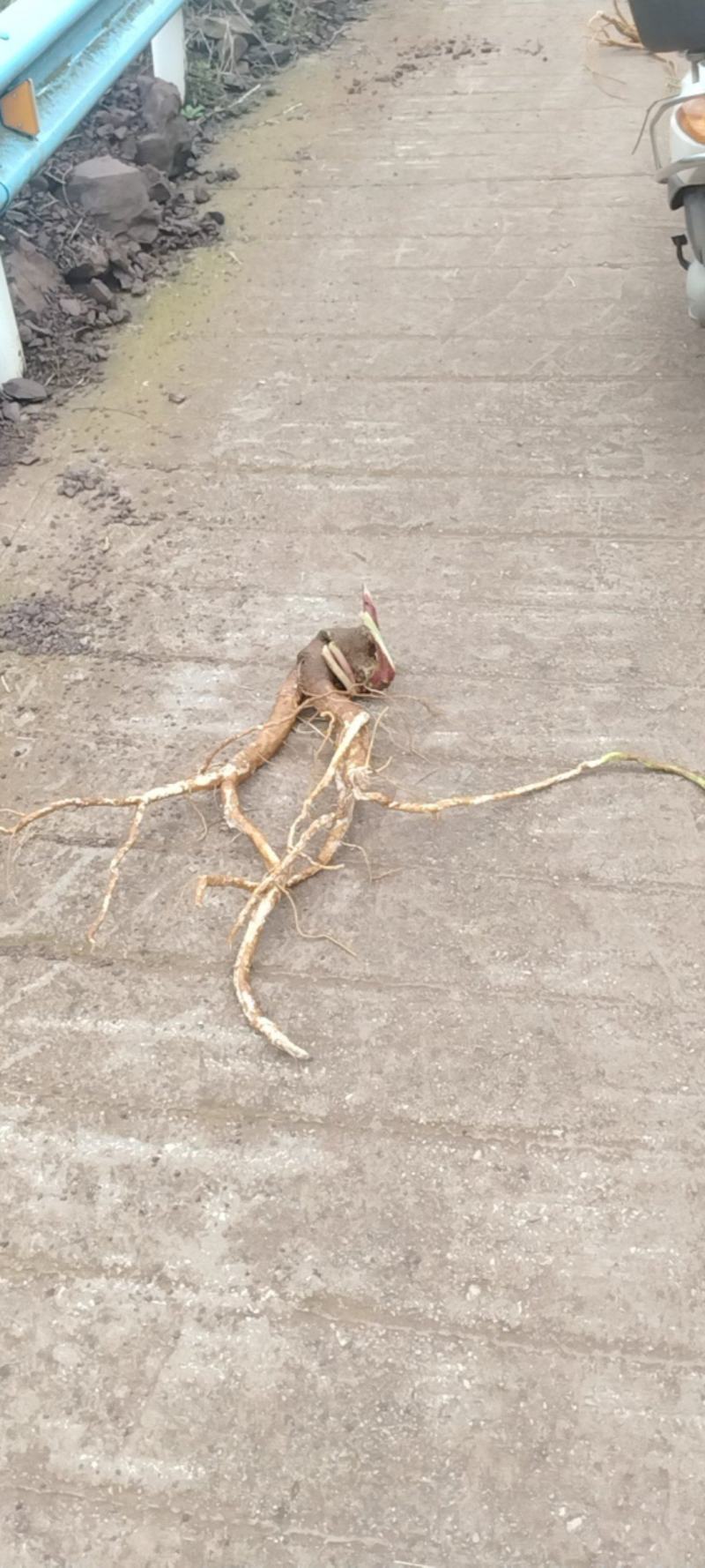 商陆根，商陆片，