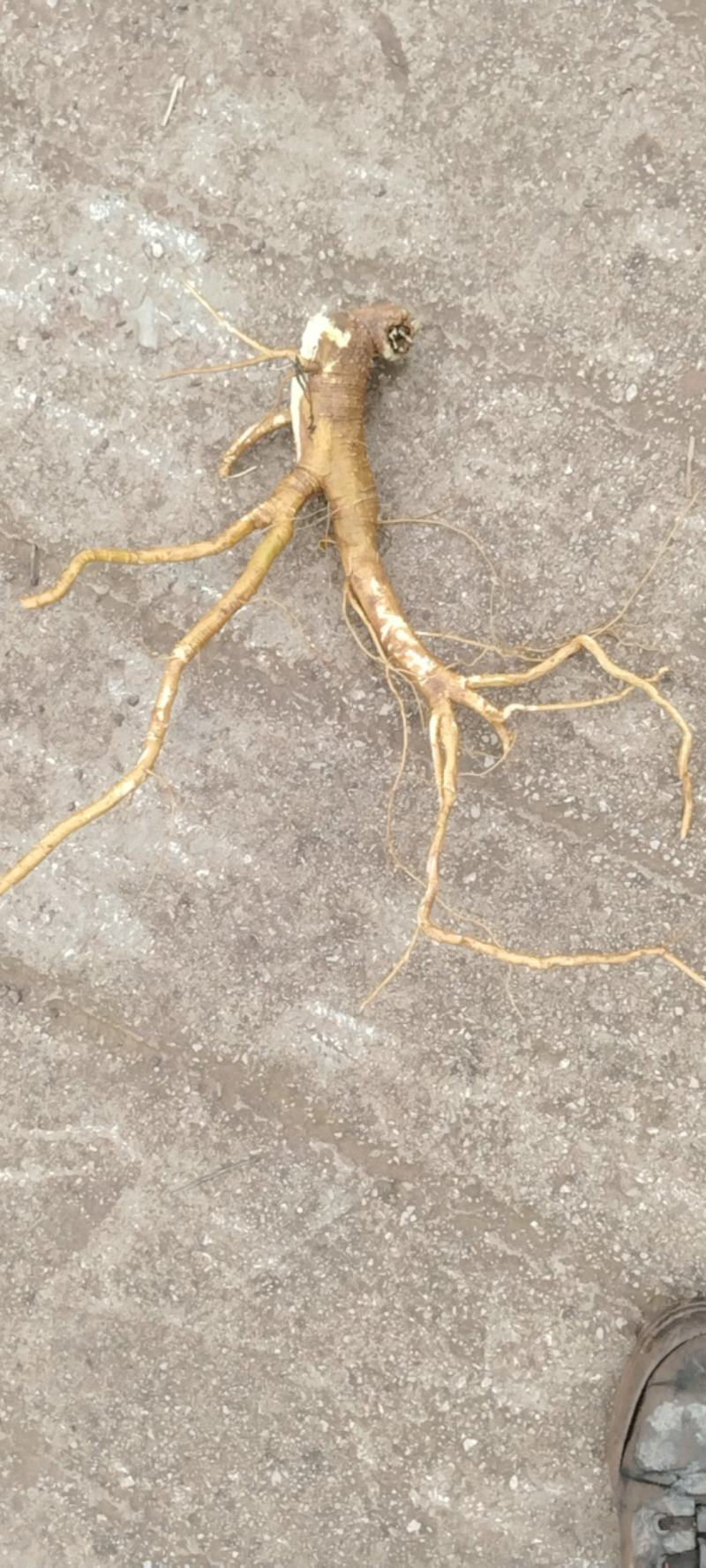商陆根，商陆片，