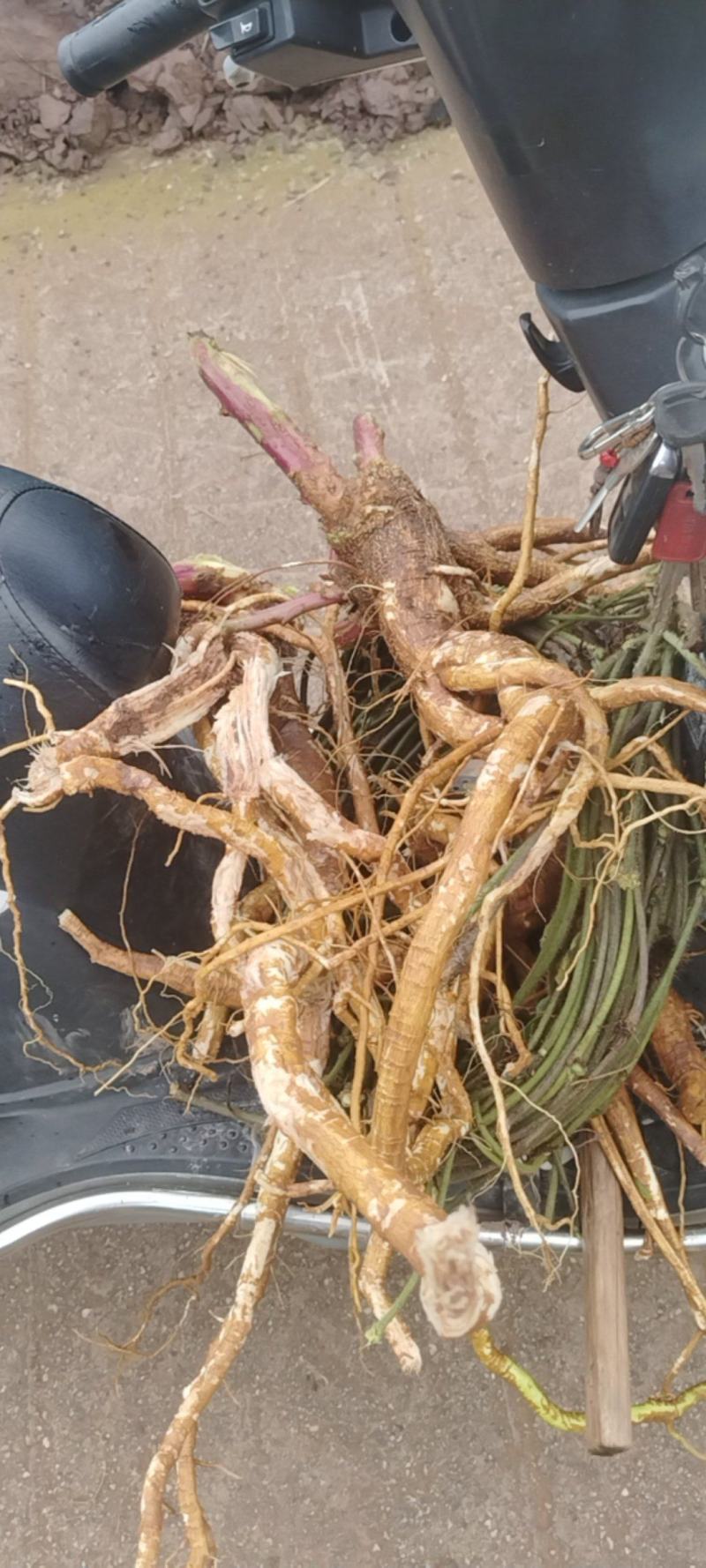 商陆根，商陆片，