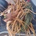 商陆根，商陆片，