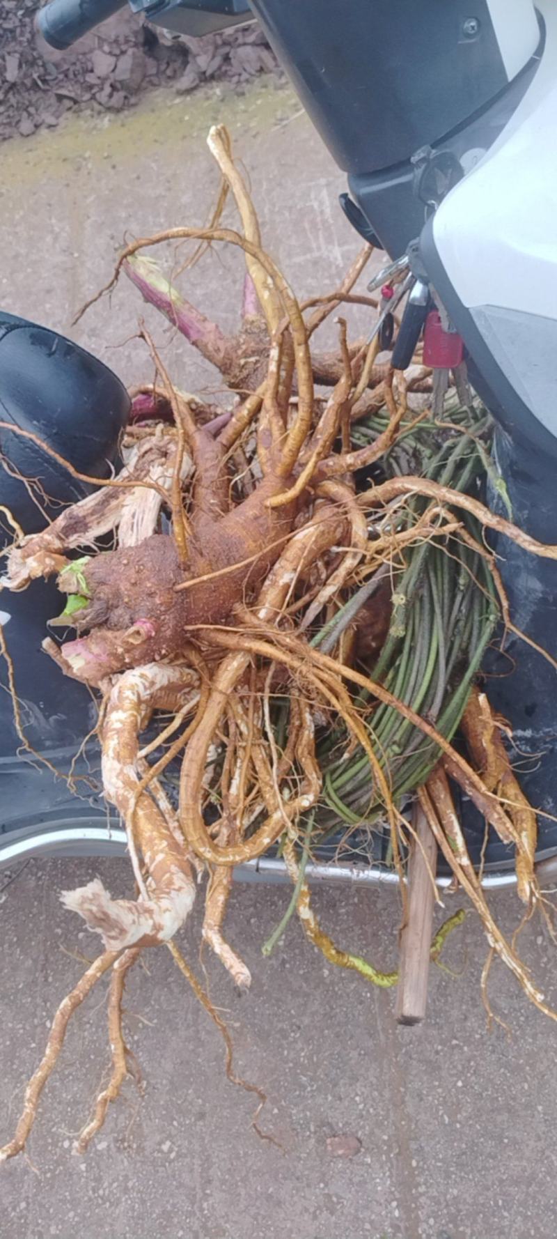 商陆根，商陆片，