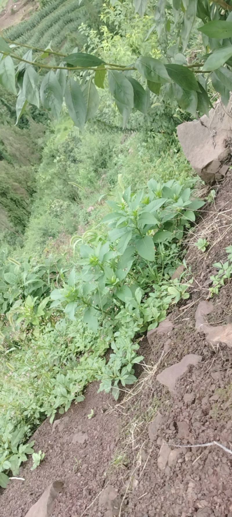 商陆根，商陆片，