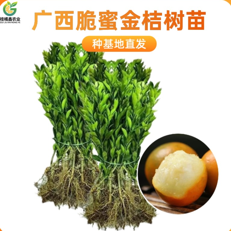广西脆蜜金桔苗嫁接苗裸根苗杯苗种植基地苗圃批发树苗