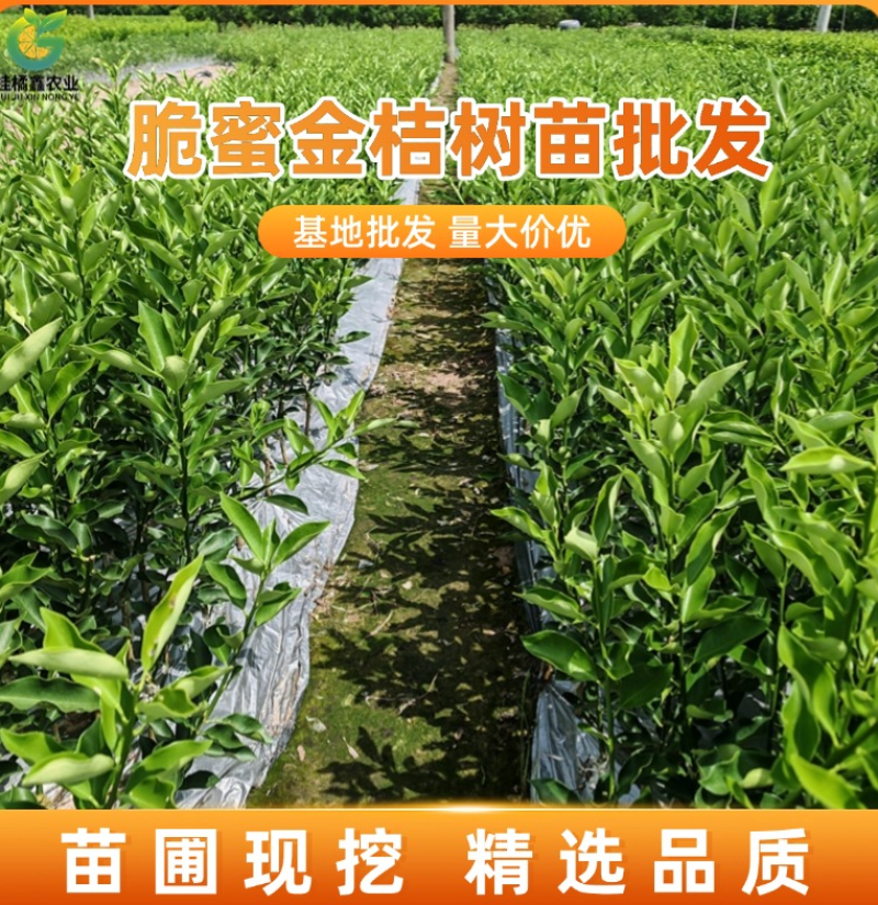 广西脆蜜金桔苗嫁接苗裸根苗杯苗种植基地苗圃批发树苗