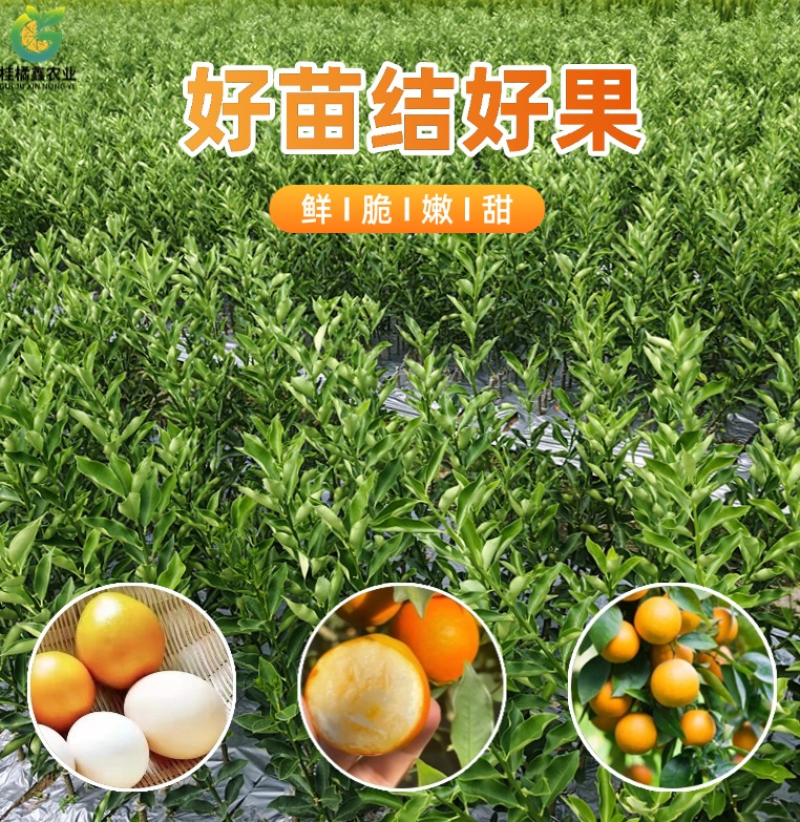 广西脆蜜金桔苗嫁接苗裸根苗杯苗种植基地苗圃批发树苗