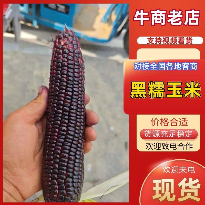 支持一件发货大量货源山东精品黑甜糯玉米商超电商市场