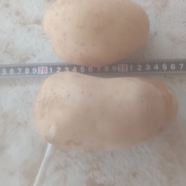黄皮黄心实验1号土豆