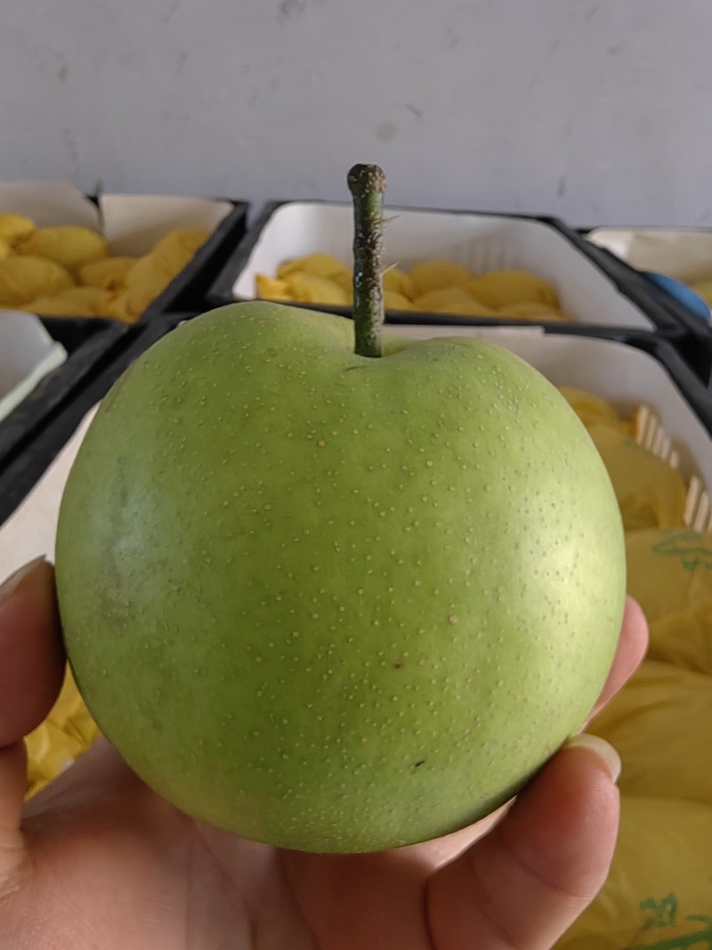 《万人合作商》翠玉梨夏天必备皮薄汁多，一口下去清凉一整天