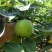 《万人合作商》翠玉梨夏天必备皮薄汁多，一口下去清凉一整天