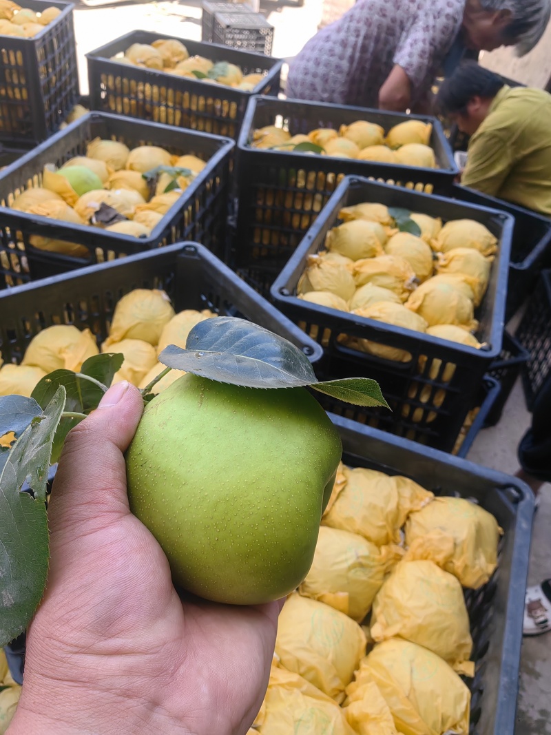 《万人合作商》翠玉梨夏天必备皮薄汁多，一口下去清凉一整天