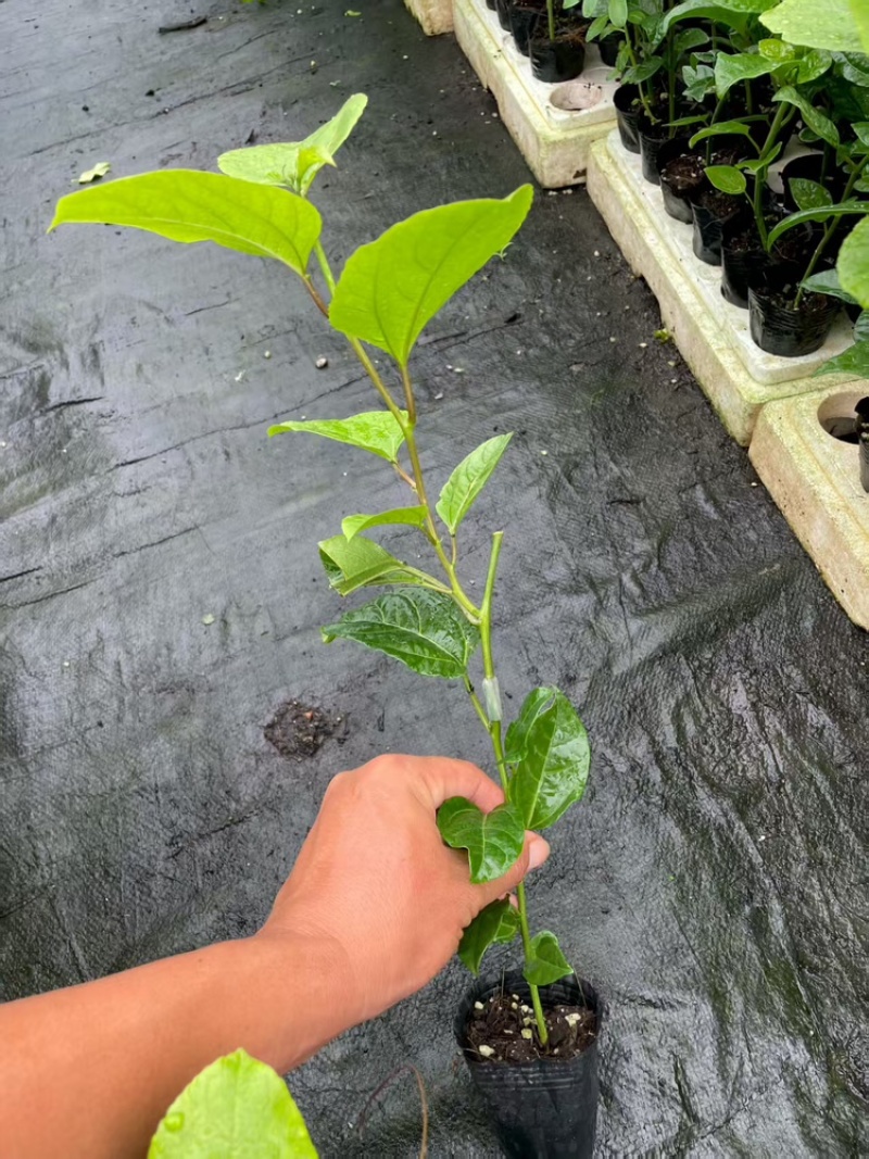 嫁接苗侧牙质量保障，诚信经营，产地直发