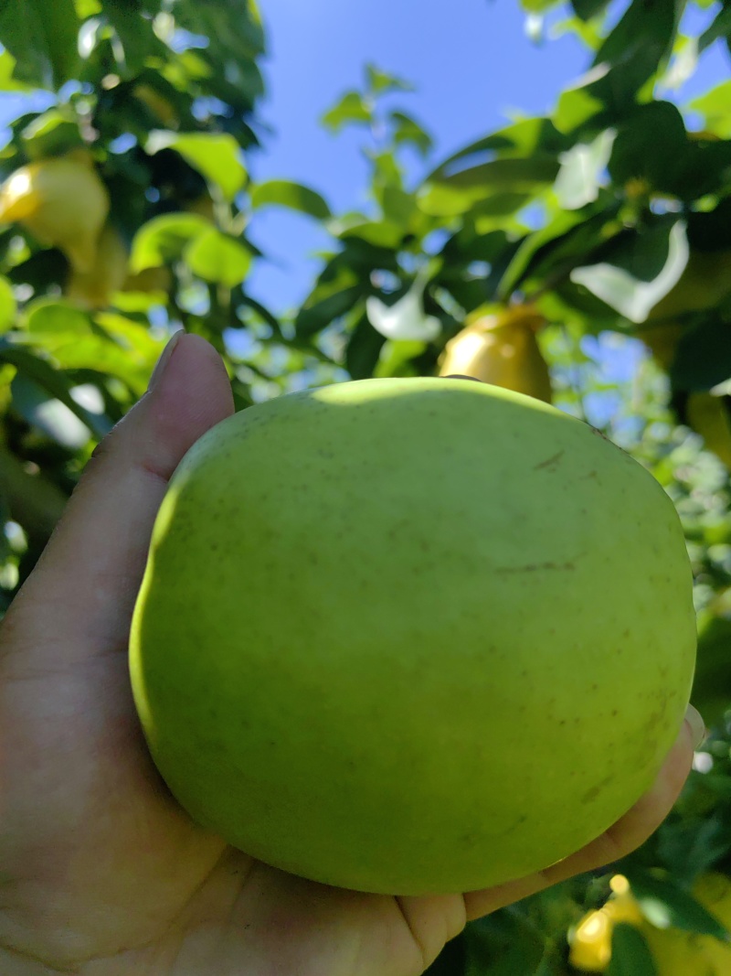 《万人合作商》翠玉梨夏天必备皮薄汁多，一口下去清凉一整天