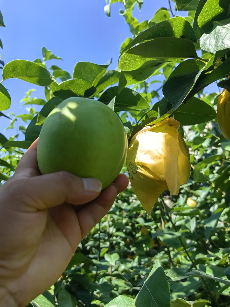 《万人合作商》翠玉梨夏天必备皮薄汁多，一口下去清凉一整天