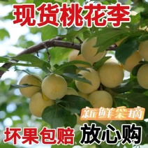 汉源桃花李，冰糖李子