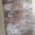 漂亮冻品鸽子