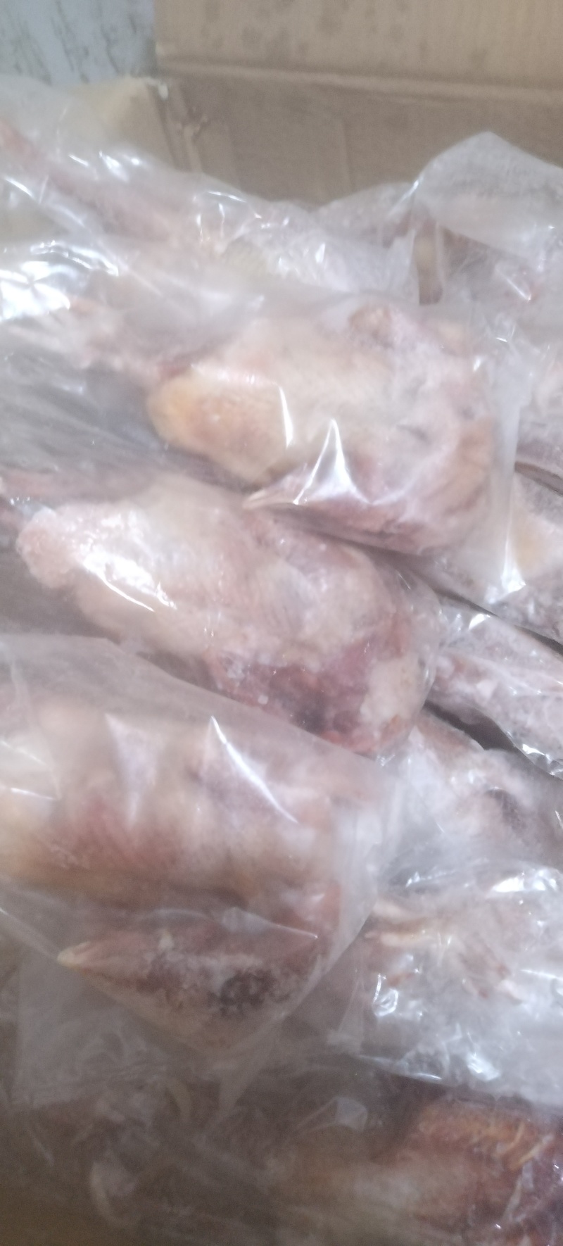 漂亮冻品鸽子