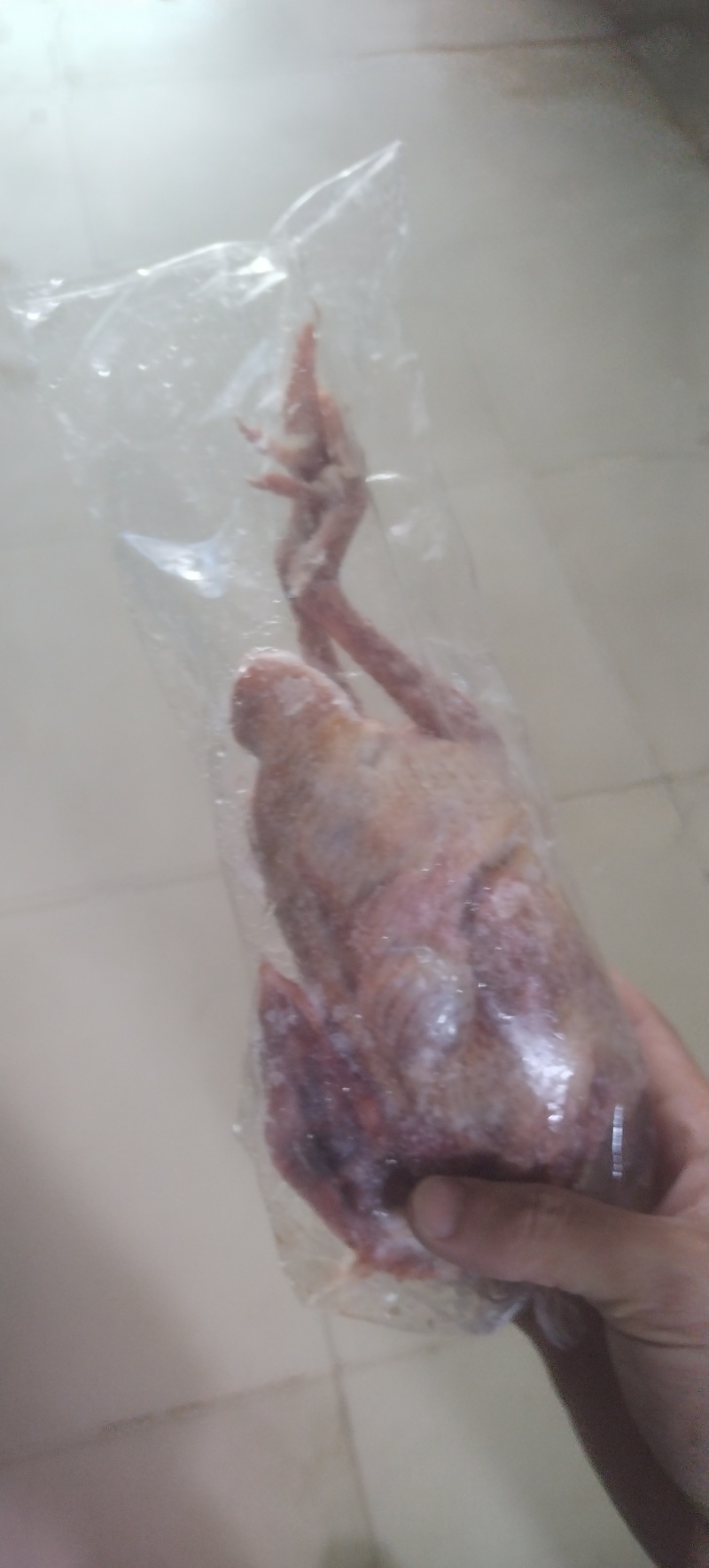 漂亮冻品鸽子